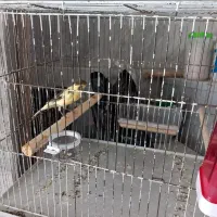 قناری نر|پرنده|ماکو, |دیوار