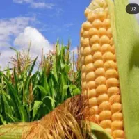 کود مایع ارگانیک محرک رشد باردهی بیشتر ساران کو|خدمات باغبانی و درختکاری|شیراز, چوگیاه‎|دیوار