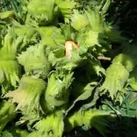 فندق درشت فرانسوی اعلا|خوردنی و آشامیدنی|تهران, ونک|دیوار