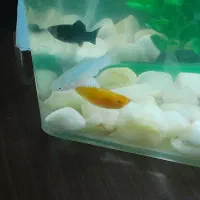 ماهی مولی سه رنگ|ماهی|ملایر, |دیوار