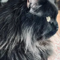 فروش گربه مینکون میکس پرشین|گربه|کرمان, |دیوار