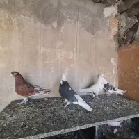 مایه کفتر|پرنده|تهران, شهید اسدی|دیوار