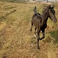 فروش کره اسب خرسانی