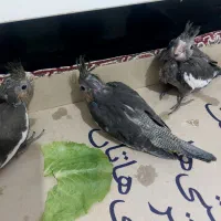 جوجه عروس هلندی