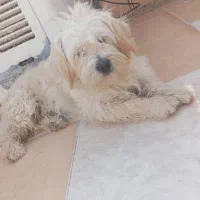 سگ پاپی نر کاملا خونگی