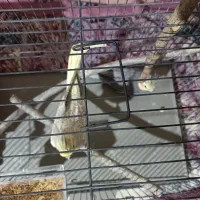 عروس هلندی جفت