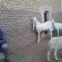 کره چپش گلابی|حیوانات مزرعه|اردکان, |دیوار