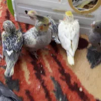 عروس هلندی|پرنده|خرمآباد, |دیوار