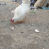 خروس|حیوانات مزرعه|قدس, شهر‌قدس|دیوار