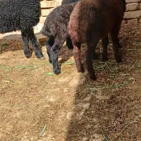 ۴راس گوسفند جوان  میش بره دار