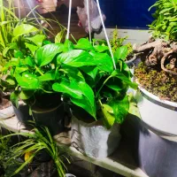 گل و گیاه ، نصف قیمت بازار|گل و گیاه طبیعی|ری, دولت‌آباد|دیوار