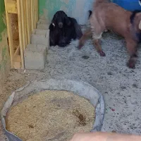 بز و تروشت فروشی