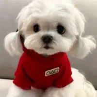 انواع سگ های خونگی