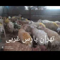 بره نر چاق زنده قپان قزل پرورش دهنده بدون واسطه