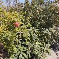 باغ واقع در پیربنو|فروش خانه و ویلا|شیراز, جمال آباد|دیوار