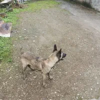 سگ مالینویز|سگ|رحیمآباد, |دیوار