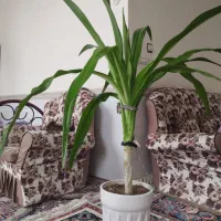 گل سوسن به قیمت عالی