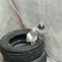 فوری فوری تا فردا دوتاش 250|پرنده|یاسوج, |دیوار