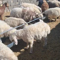 باسلام ۷ راس بره نر سبک وزن