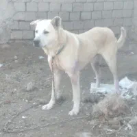 سگ ۲۵ماهه سرابی