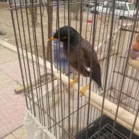 مرغ مینا گم شده