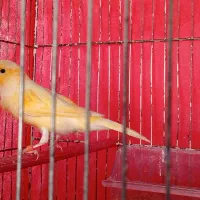 قناری نر|پرنده|خوی, |دیوار