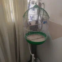 طوطی هلندی رنگ زیبا با قفس مخصوص