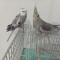 دو عدد عروس هلندی همراه قفس|پرنده|پاکدشت, حصار امیر|دیوار