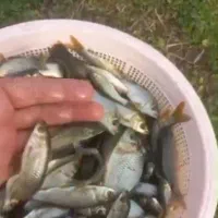 انواع بچه ماهی گرمابی|ماهی|آمل, |دیوار