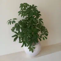 گل فروشی