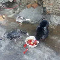 بقلمون‌ یک نر دوتا ماده بزرگ