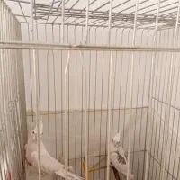 یه جفت عروس هلندی مولد البینو همراه قفس بزرگ لانه