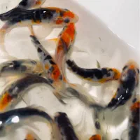 حراج فروش انواع ماهی گیاهخوار بمناسبت یلدا|ماهی|مشهد, سناباد|دیوار