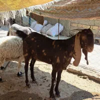 بز ماده