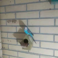 فنچ|پرنده|سیرجان, |دیوار