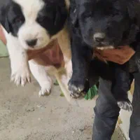 واگذاری توله سگ قدرجونی|سگ|خمینیشهر, |دیوار