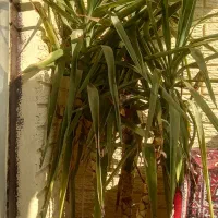 گل یوکا سرسبز وقشنگ|گل و گیاه طبیعی|رباطکریم, شهرک والفجر|دیوار