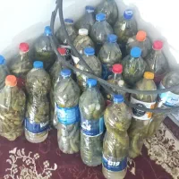 خیارشور همدان