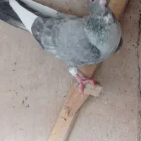 قره