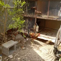 فروش جوجه خروس باری