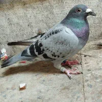 ماده عراق گرفتنی خرمشهر