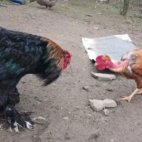 امپراطور برهما