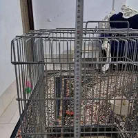 قفس کاسکو.میله ضخیم. قفس بزرگ|لوازم جانبی حیوانات|مشهد, شهرک مهرگان|دیوار