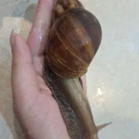 حلزون و خاویار حلزون|حیوانات مزرعه|لاهیجان, گلستان|دیوار