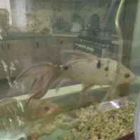 ماهی کوی|ماهی|اصفهان, شفق|دیوار