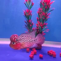 فلاور ( کامفا )