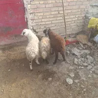 ۳عدد بره ماده