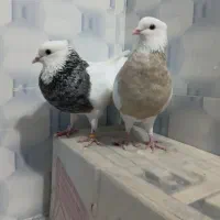 طوقی آس