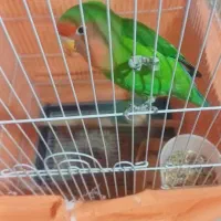 جفت طوطی برزیلی بسیار سالم وسرحال باقفس بزرگ|پرنده|چالوس, |دیوار