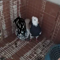 کبوتر طوقی سیاه ماده